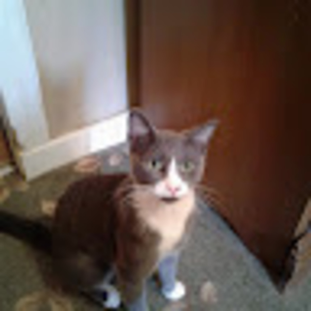 Meet your Posher, Charlie